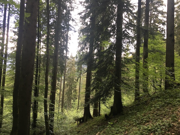 Bosques del Baumgartenschneid
