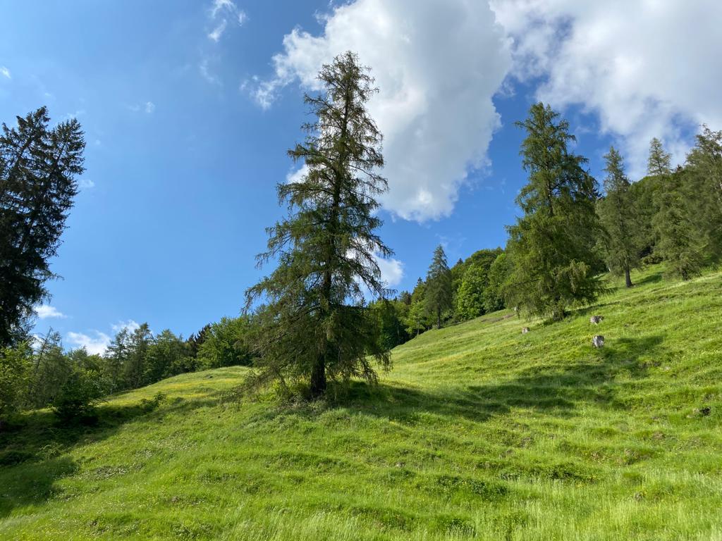 Árboles en la ruta de bajada del Baumgartenschneid

