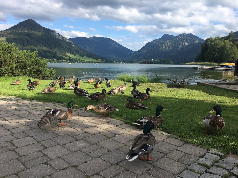 Patos en el lago Schliersee