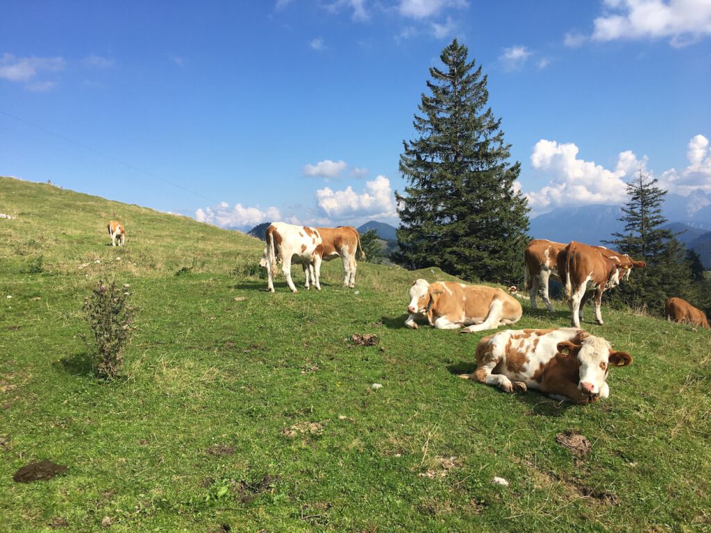 Vacas en el Wendelstein