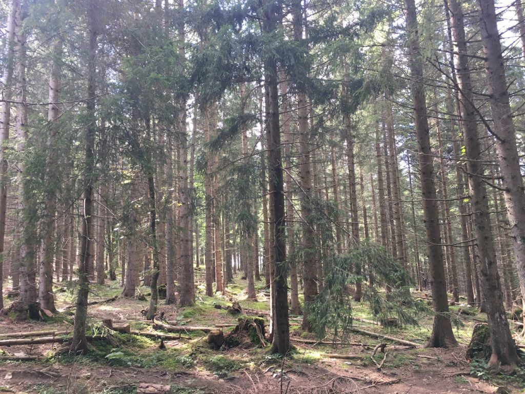 Bosque camino al Wendelstein